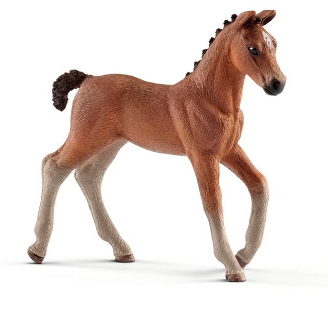 Hannoveransk Føll - Fremtidens Stjernehest